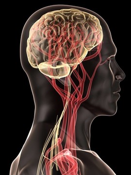 人類的大腦