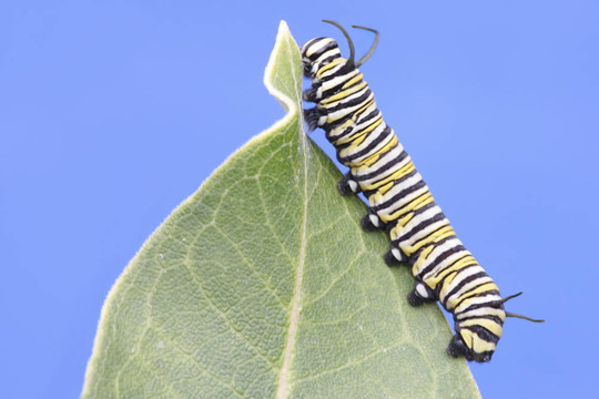 帝王蝶卡特彼勒（Danaus plexippus）