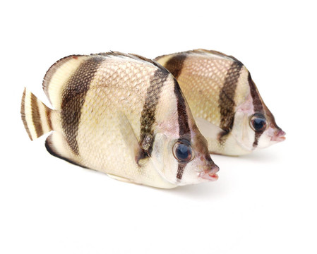 兩熱帶魚