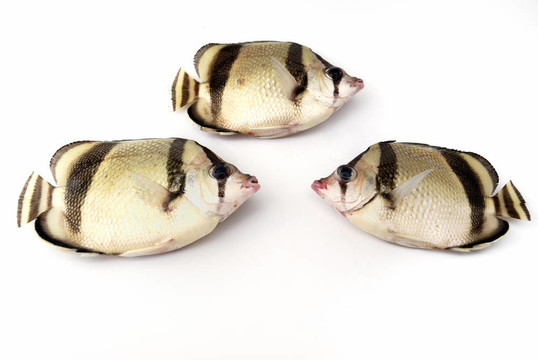 三熱帶魚
