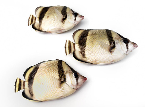 三熱帶魚