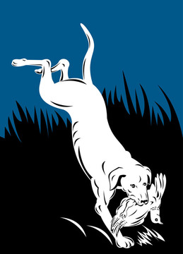 指針犬野雞