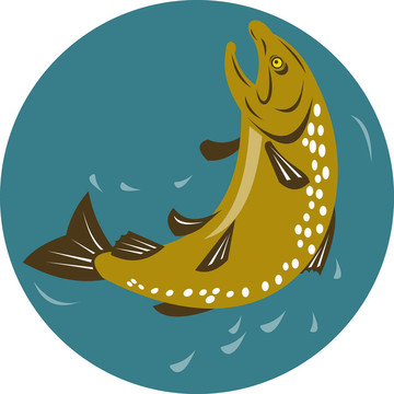 右側(cè)跳鱒魚