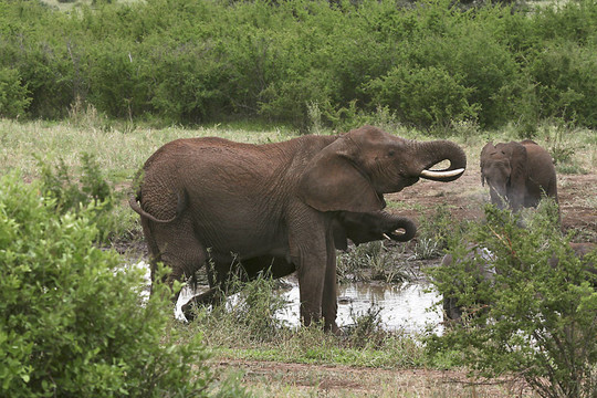 大象（Loxodonta africana）