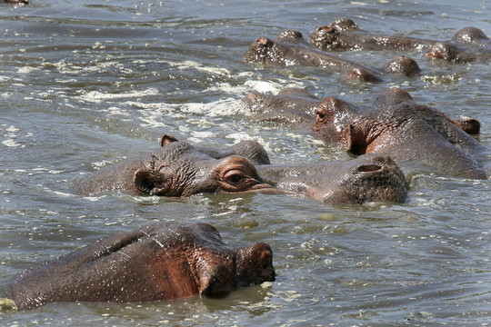 河馬（Hippopotamus amphibius）