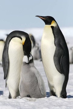 皇帝企鵝（Aptenodytes forsteri）