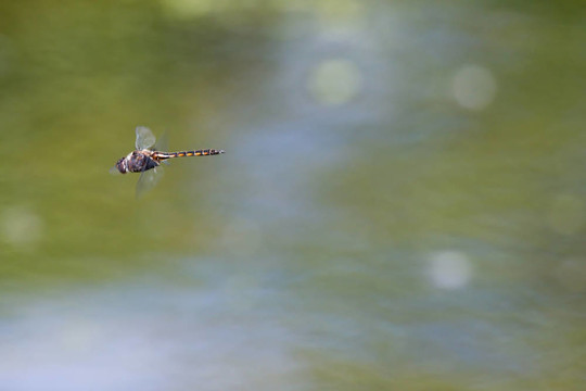常見的Darter Dragonfly飛
