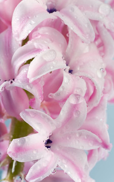 風(fēng)信子花
