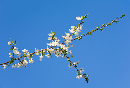 開花的樹枝