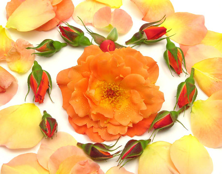 玫瑰花瓣排列成白色花瓣