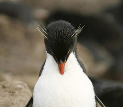 Rockhopper penguin（Eudyptes chrysocome）
