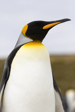 國(guó)王企鵝（Aptenodytes patagonicus）