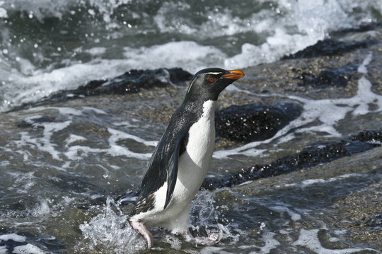 Rockhopper penguin（Eudyptes chrysocome）