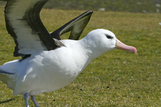 黑眉信天翁（Diomedea melanophris）