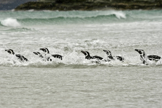 Magellanic penguins（Spheniscus magellanicus）