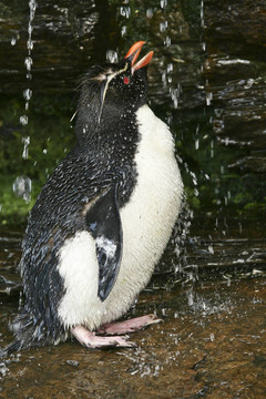 Rockhopper penguin（Eudyptes chrysocome）