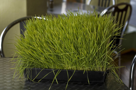 小麥草