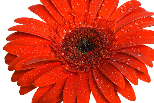 紅色的花