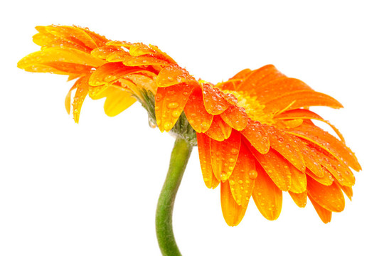 橙花