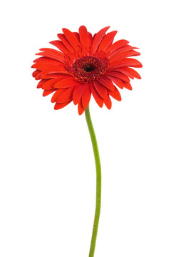 紅色的花
