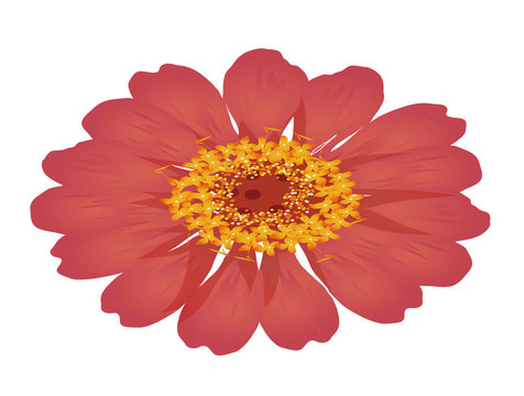 紅色的花