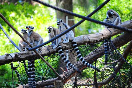 Lemur。