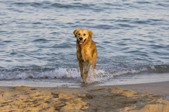 在海灘上的金毛獵犬