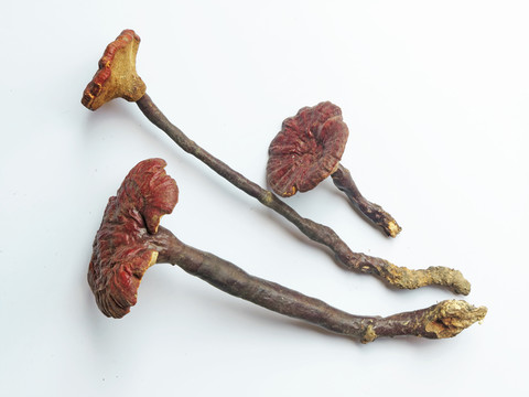 野生靈芝