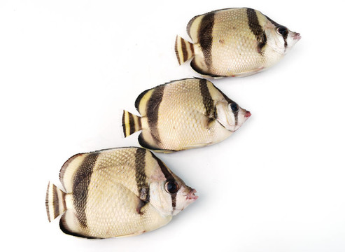 三熱帶魚