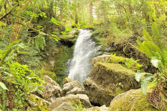 Merriman Falls；Quinault Rainforest；奧林匹克國家公園