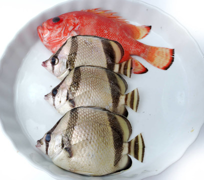 集熱帶魚(yú)類