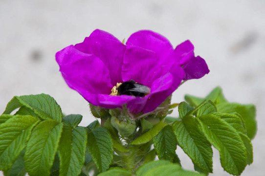 蜜蜂在一朵花上