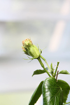 橙色的芙蓉