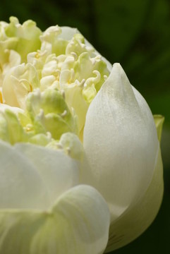 白蓮花