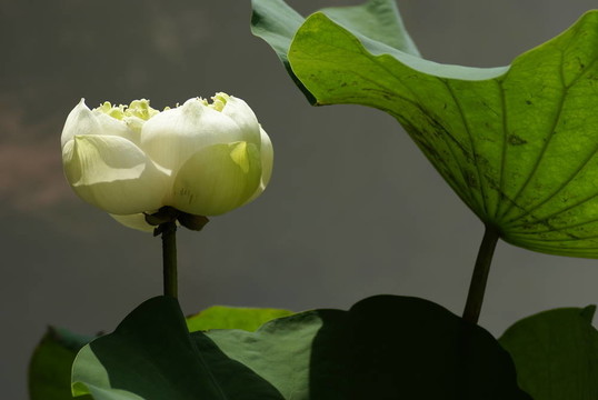 白蓮花