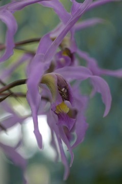 蘭花