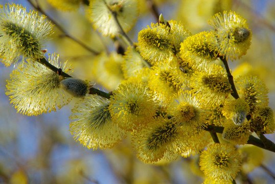 catkin 15