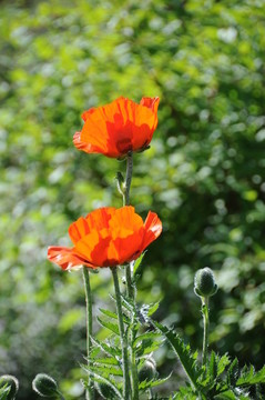 兩罌粟花- Papaver Rhoeas