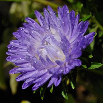 紫菀