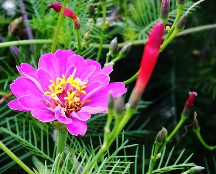 五云花