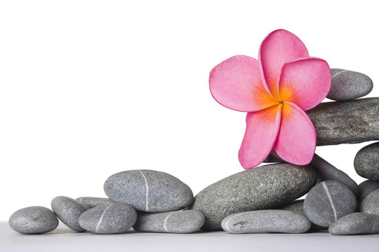 石棧和Frangipani Flower