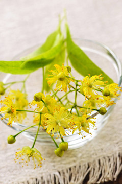 椴樹花