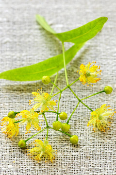 椴樹花