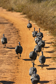 運行級別guineafowls