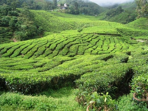種植園