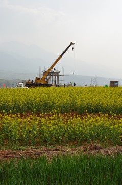 油菜花開(kāi)