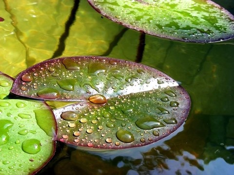 滴在葉
