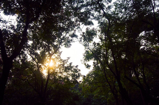 樹林逆光