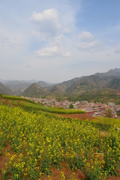油菜花開
