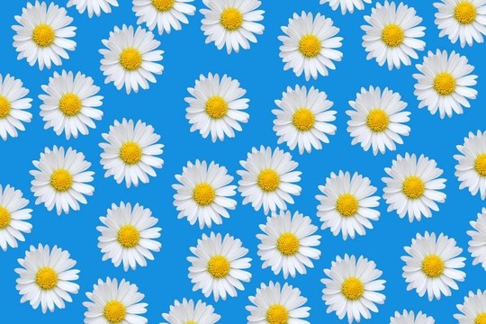五顏六色的圖案與菊花花